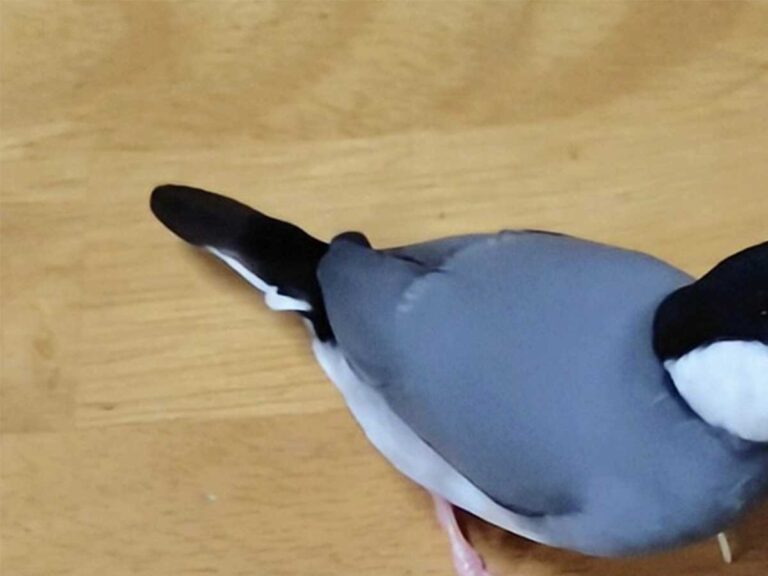 文鳥の画像