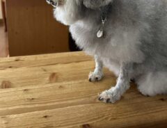 犬の写真
