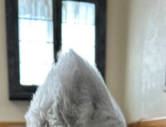 犬の写真