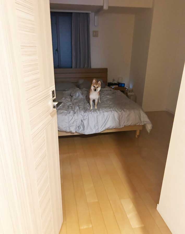 犬の写真