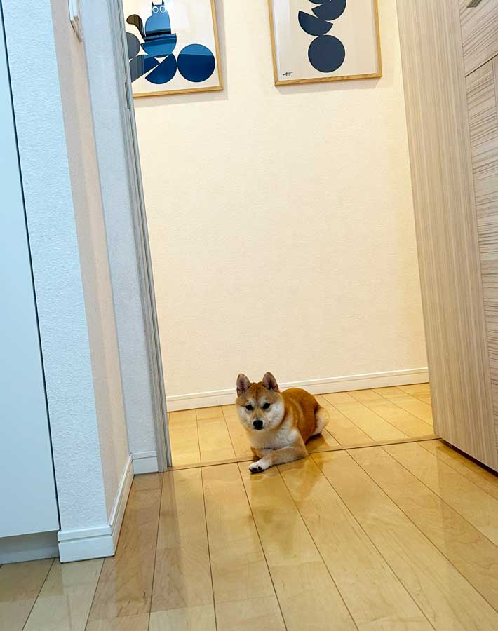 犬の写真
