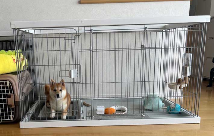 犬の写真