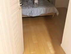 犬の写真