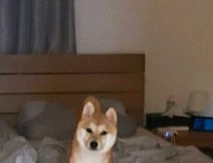 犬の写真