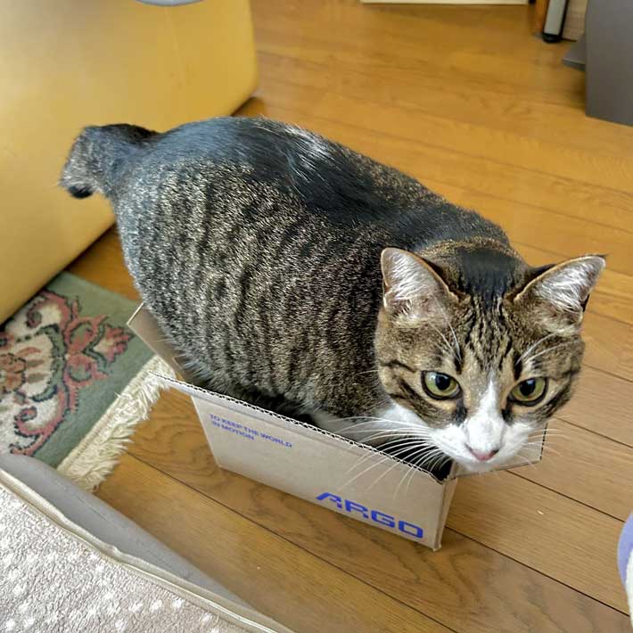 ダンボール箱に入った猫