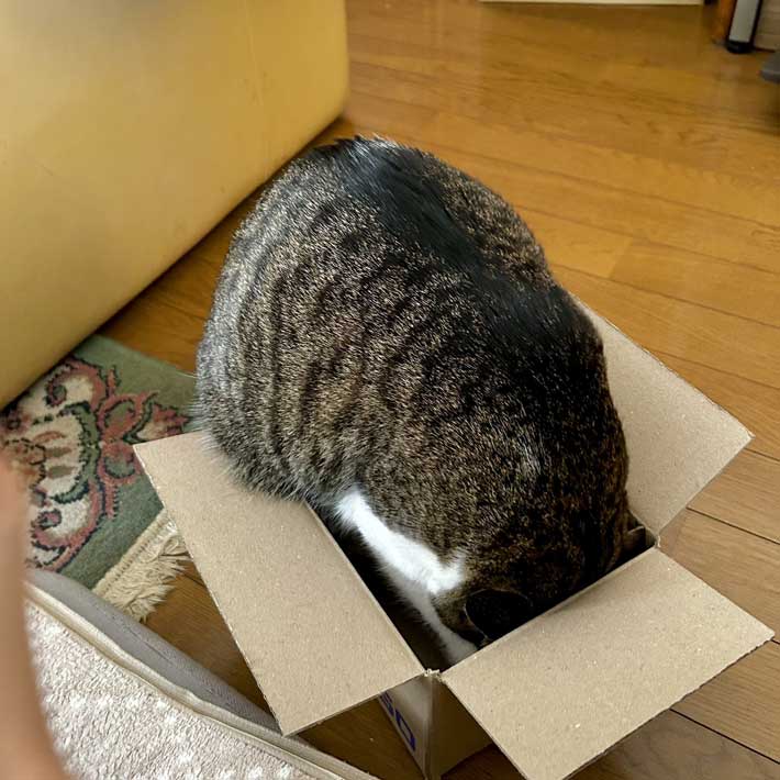 ダンボール箱に入ろうとする猫