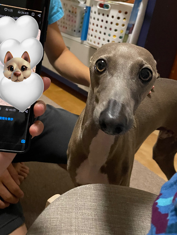 犬のプットくん