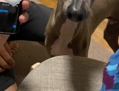 犬のプットくん