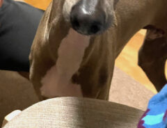 犬のプットくん