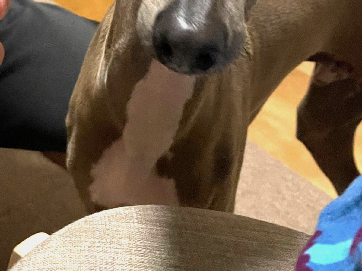 犬のプットくん