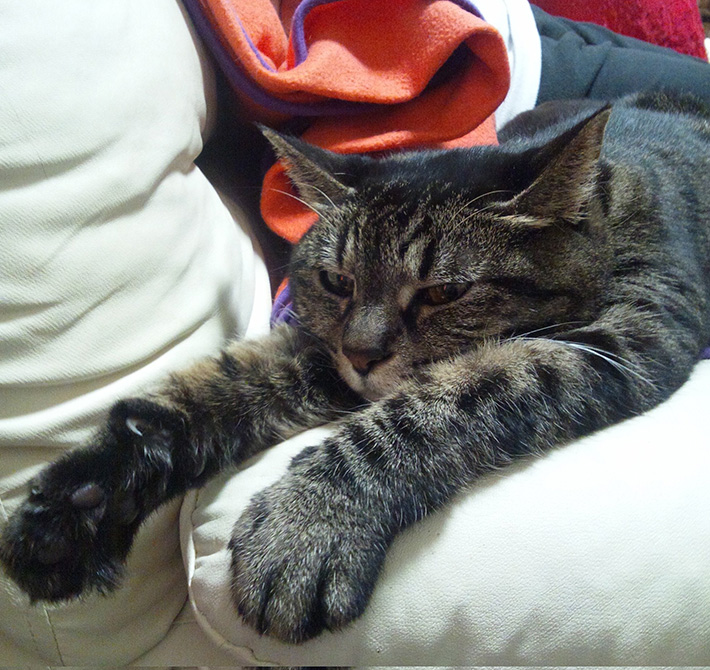 猫のミルコさん