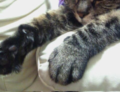 猫のミルコさん