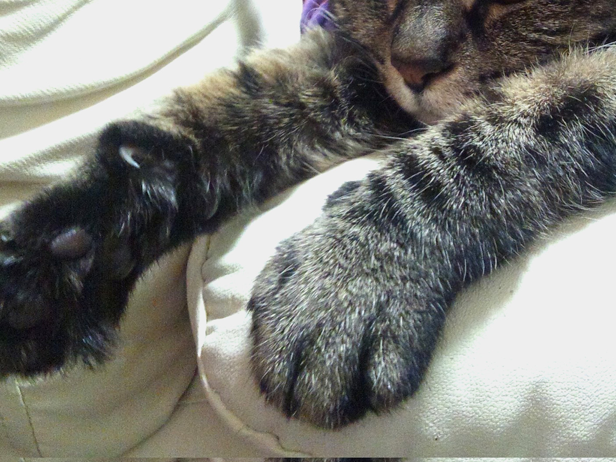猫のミルコさん