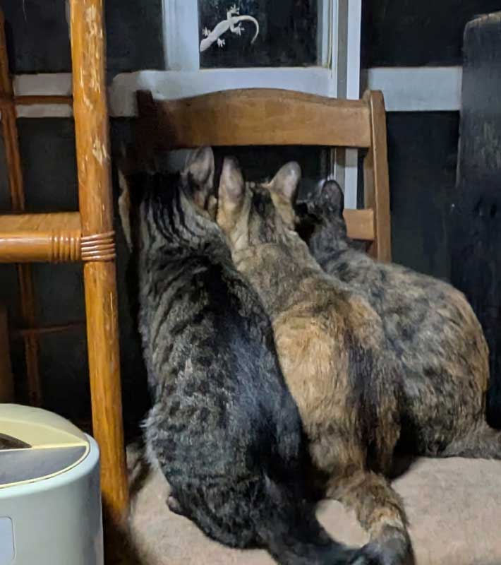 猫の写真