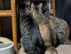 猫の写真