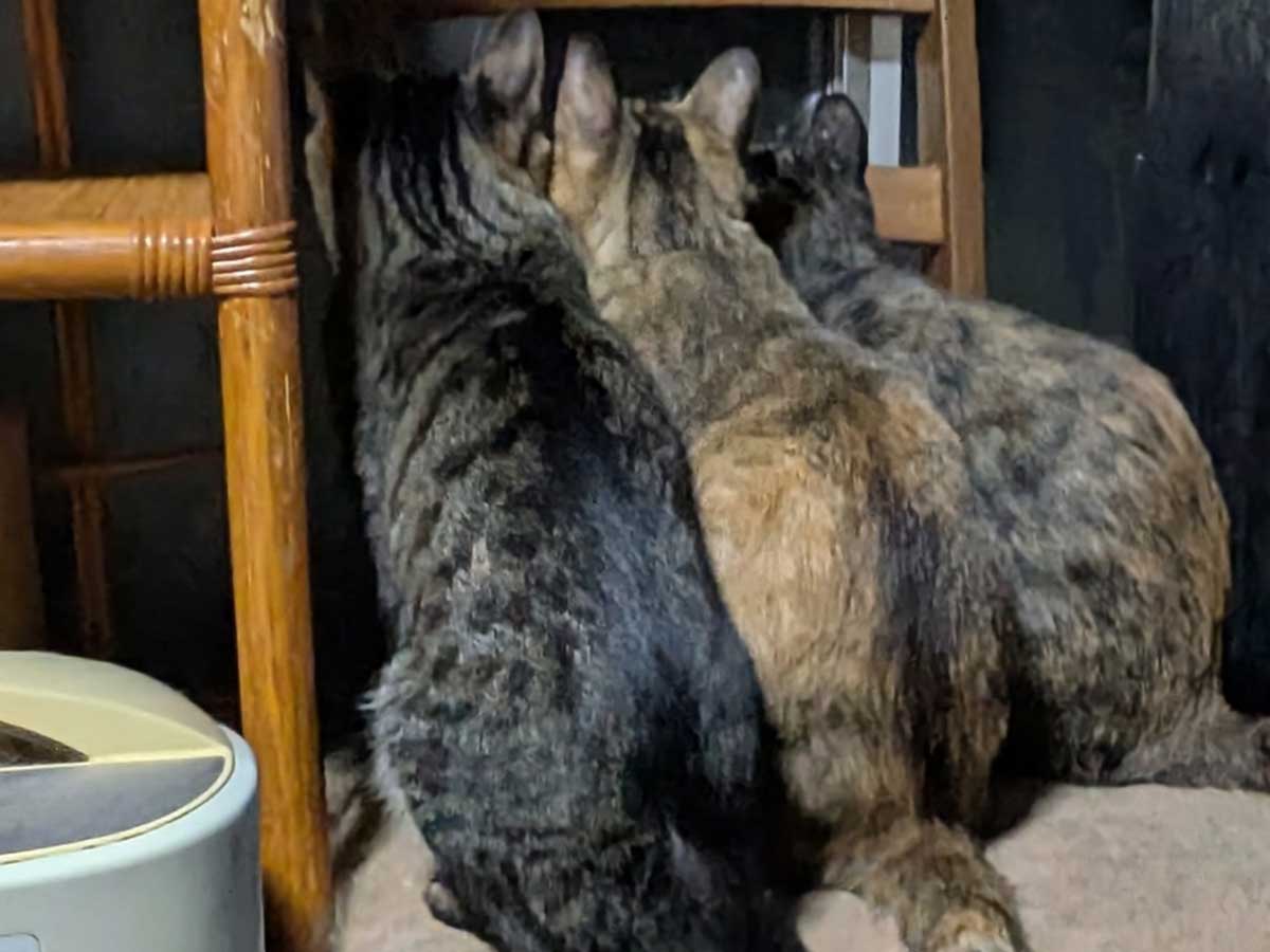 猫の写真