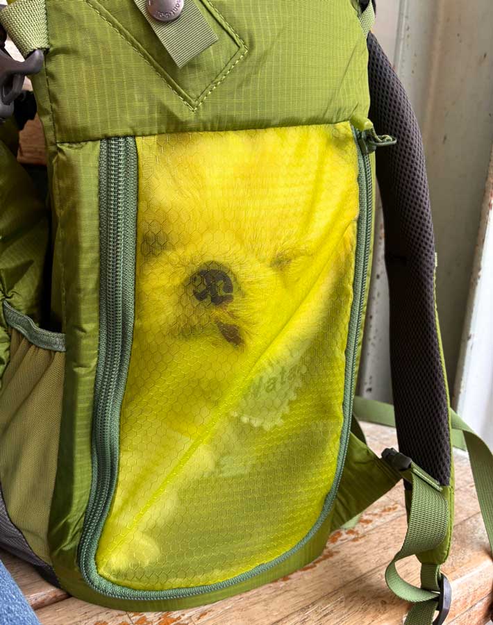 犬の写真