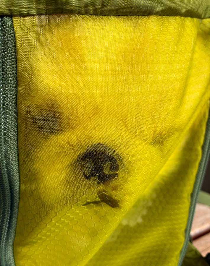 犬の写真