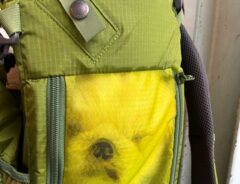 犬の写真