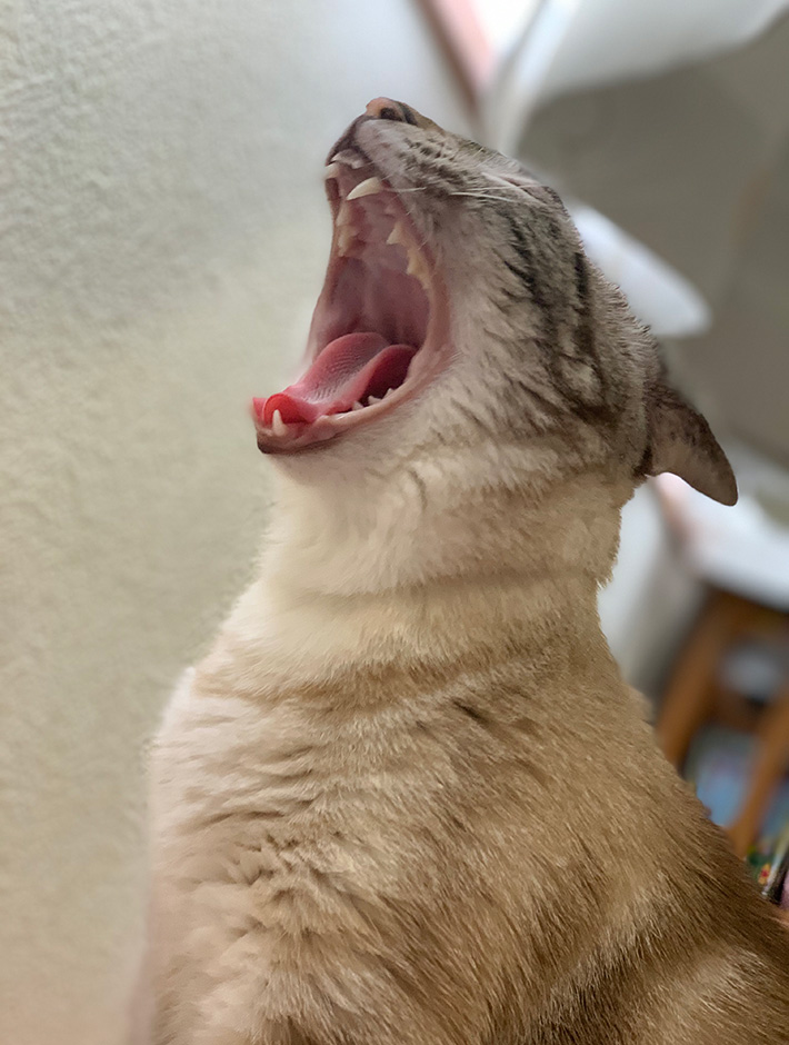猫のつむぎちゃん