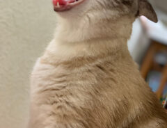 猫のつむぎちゃん