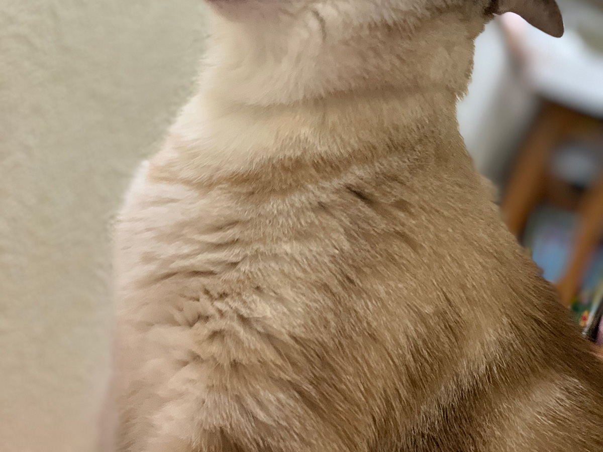 猫のつむぎちゃん