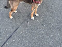 犬の写真