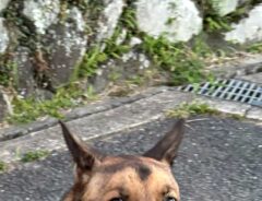 犬の写真