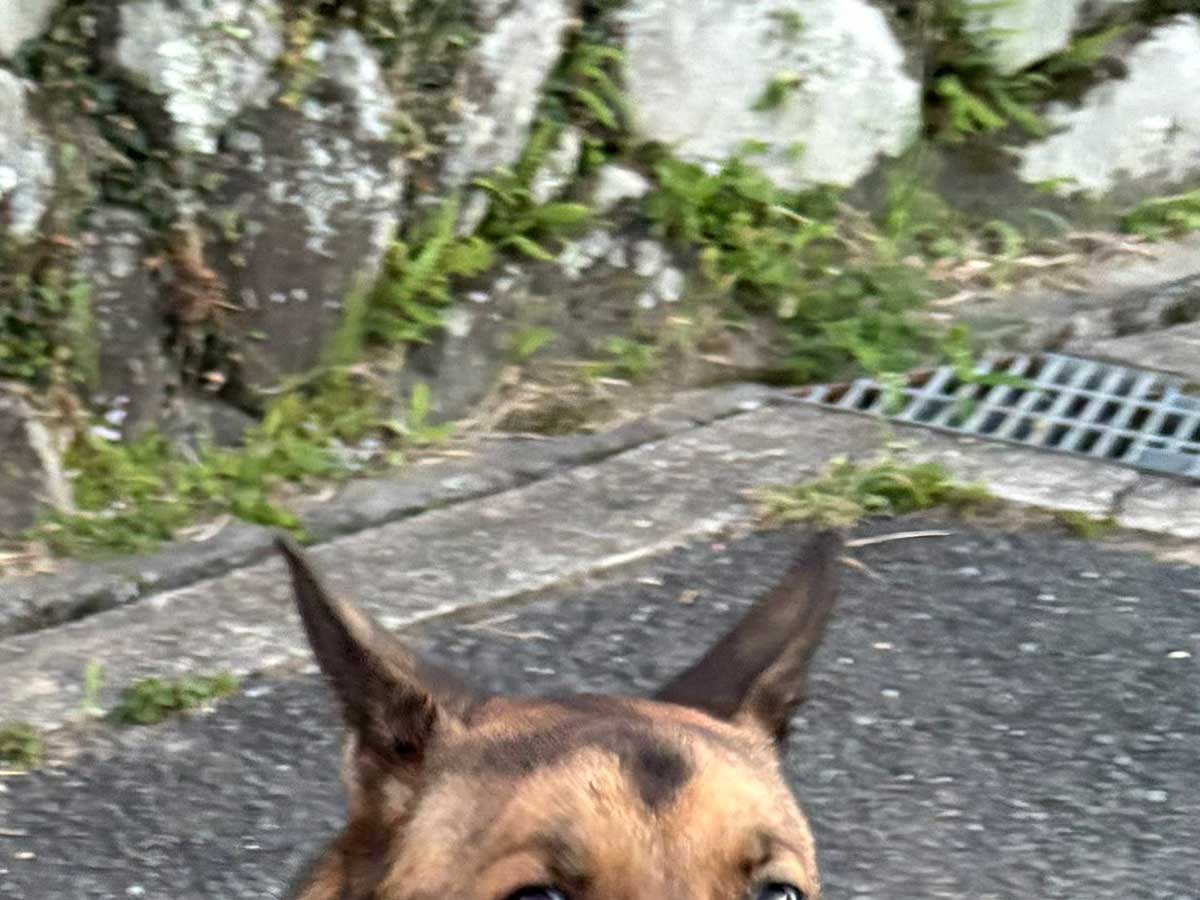 犬の写真