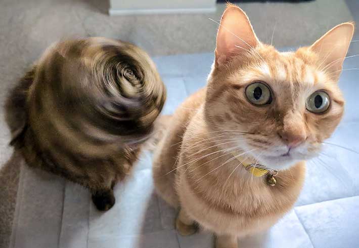 猫の写真