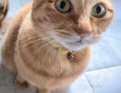 猫の写真