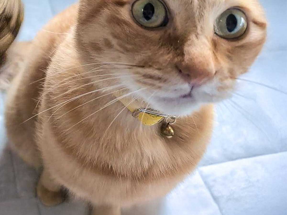 猫の写真