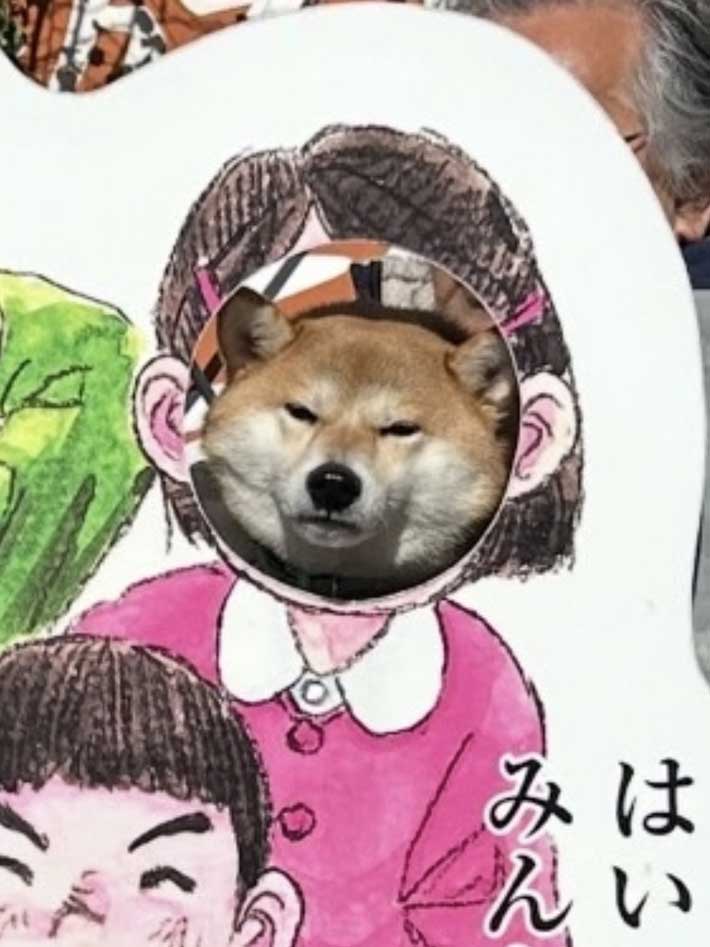 真顔の柴犬