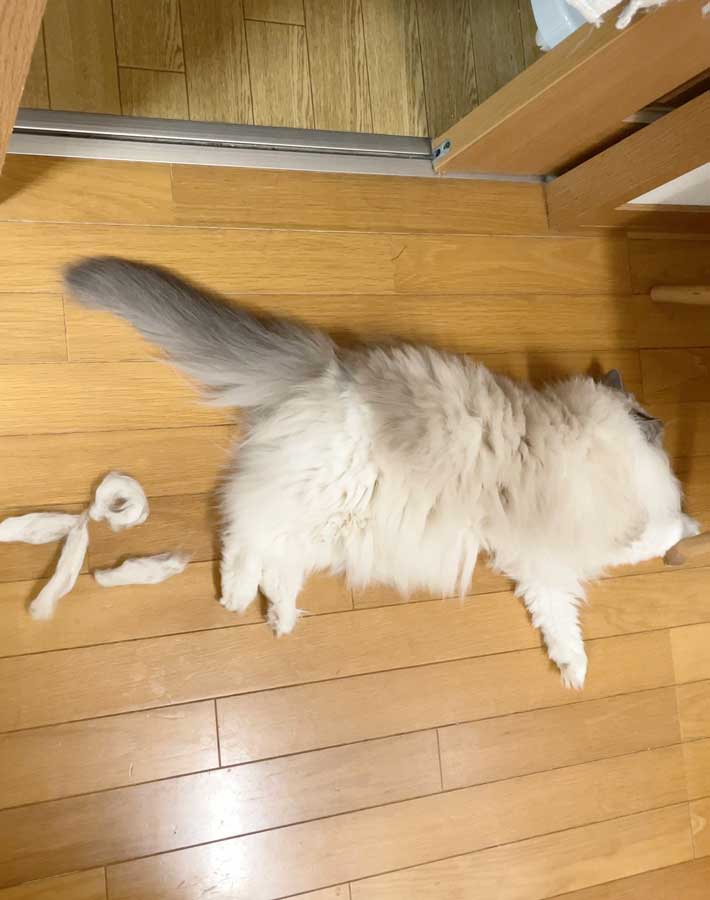猫の写真