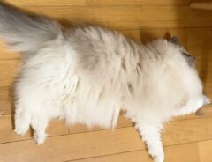 猫の写真
