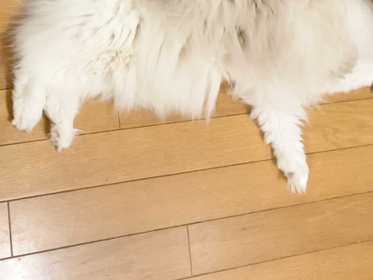 猫の写真