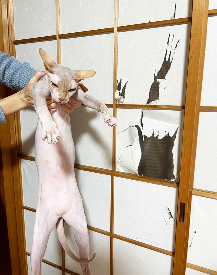 猫の写真