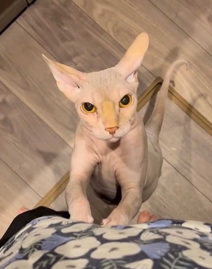 猫の写真