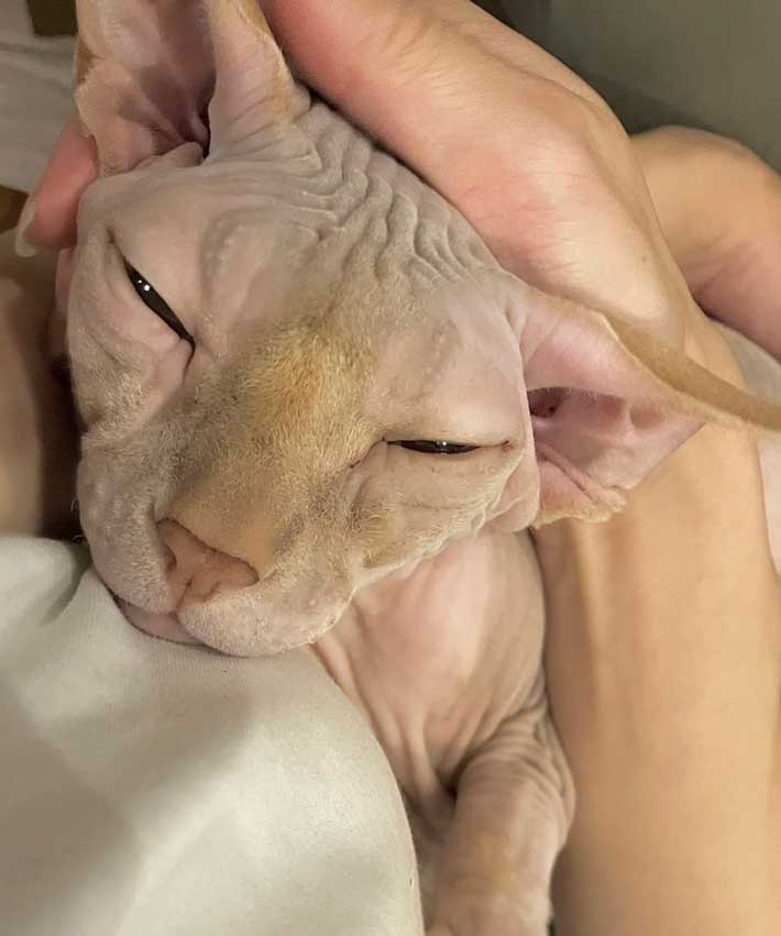 猫の写真