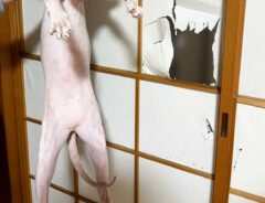 猫の写真