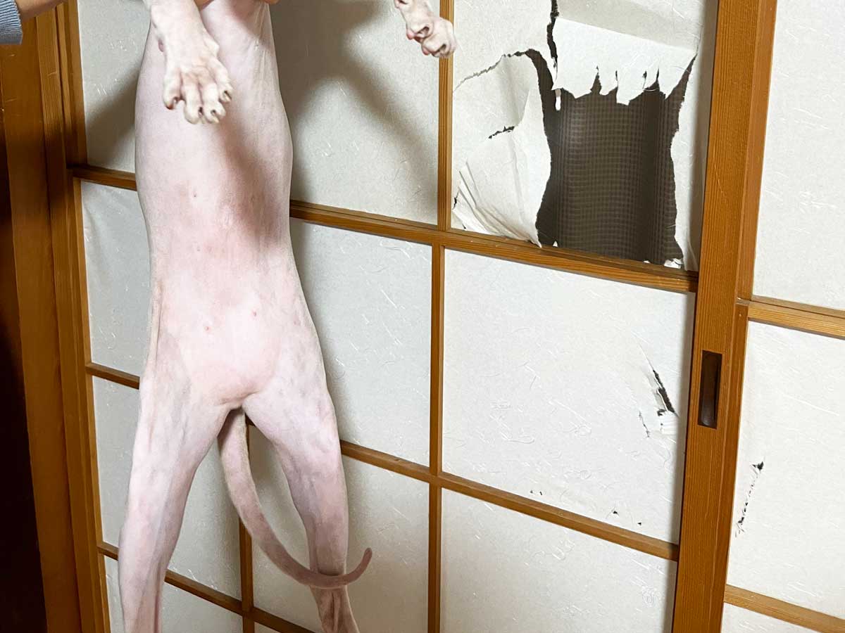 猫の写真