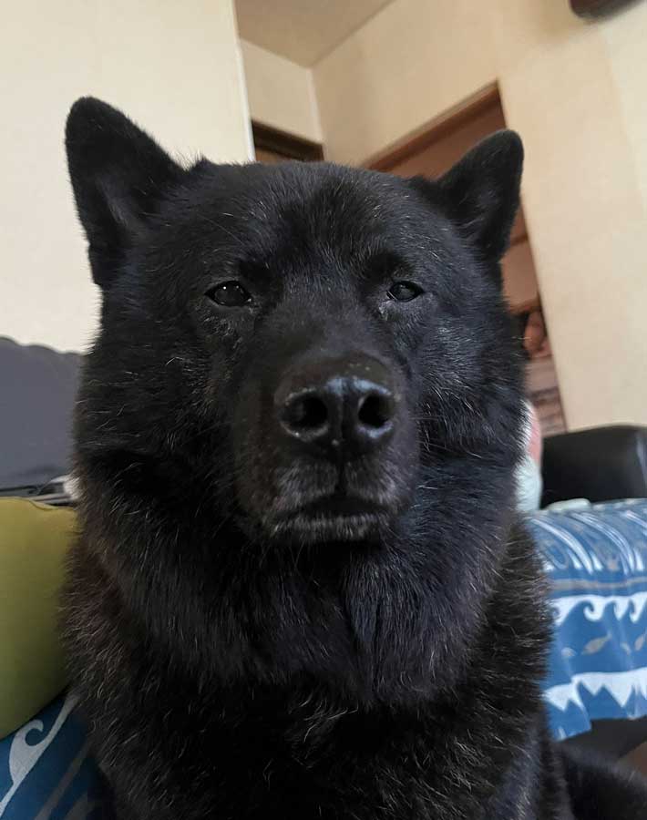 犬の写真