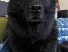 犬の写真