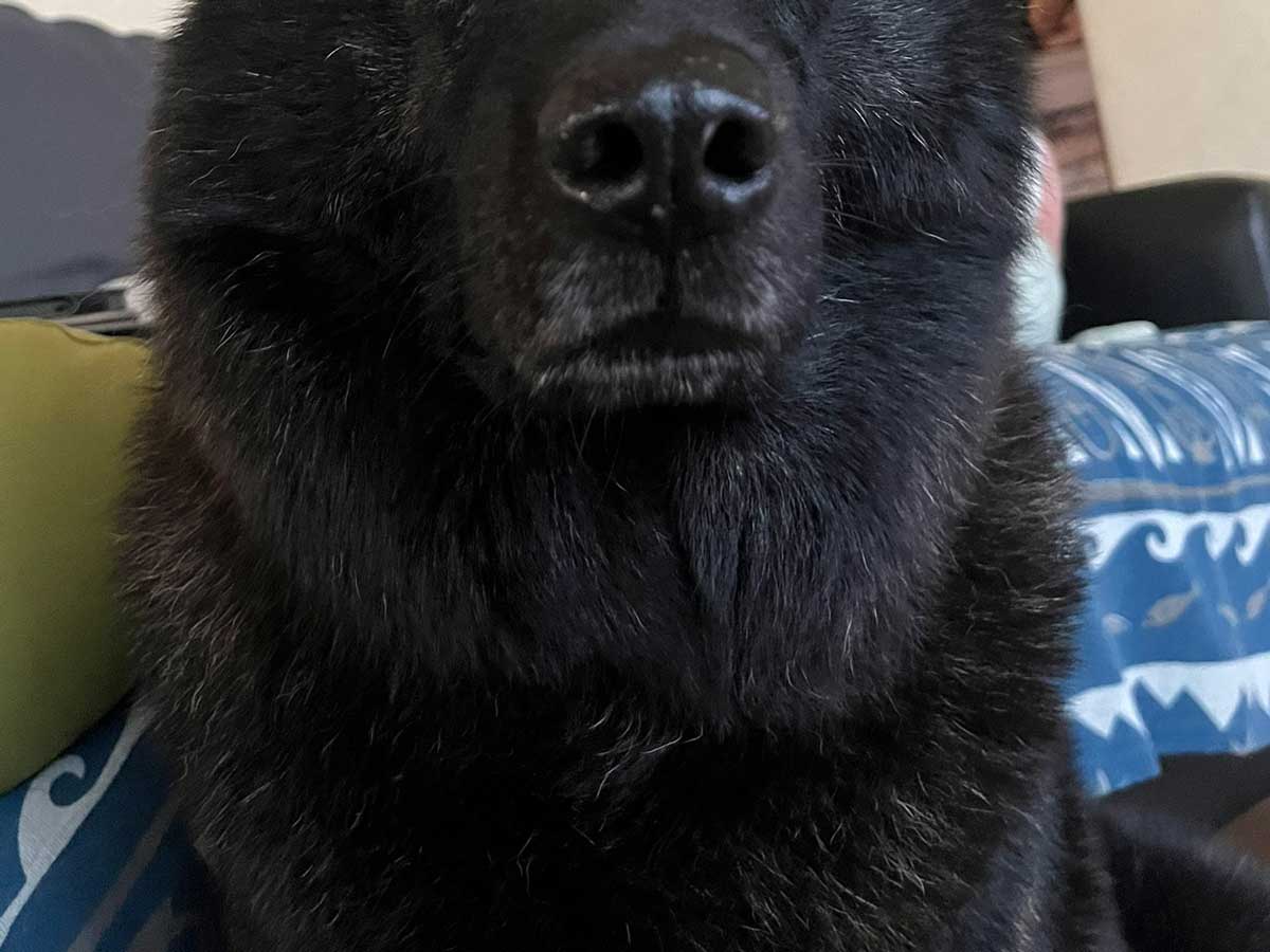 犬の写真