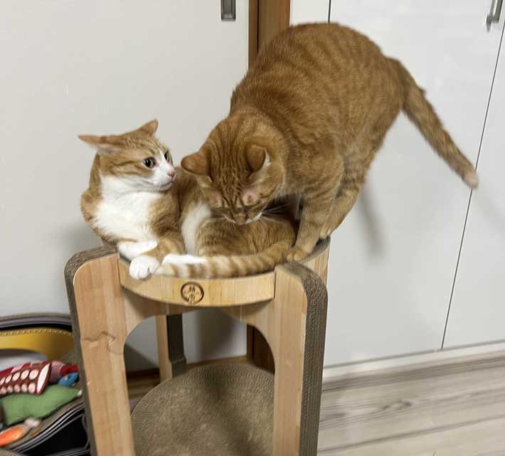 ギリギリの位置に立って落ちそうな猫