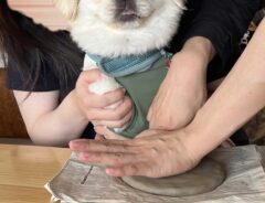 犬の画像