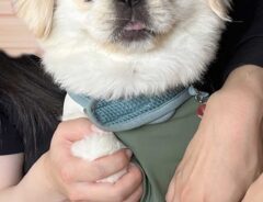 犬の画像