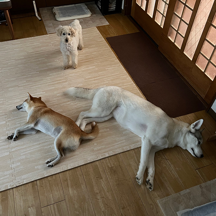 深山（@miyamafukayama）さん宅の愛犬たち