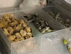 オヤツを食べるハムスター