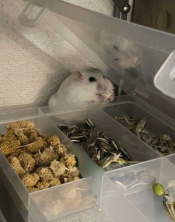 オヤツを食べるハムスター